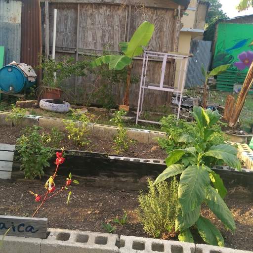 A community garden in San Juan, Puerto Rico.